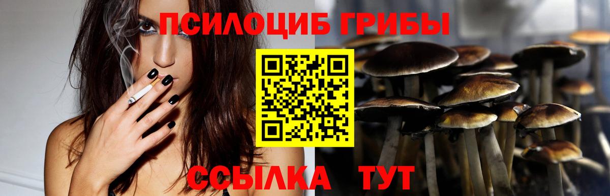 Камышлов  Псилоцибиновые грибы Cubensis  Вход с VPN 